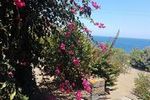 <b>Pantelleria-Dammuso</b>